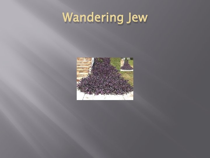 Wandering Jew 