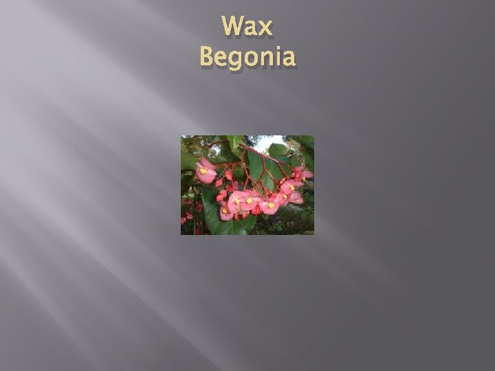 Wax Begonia 