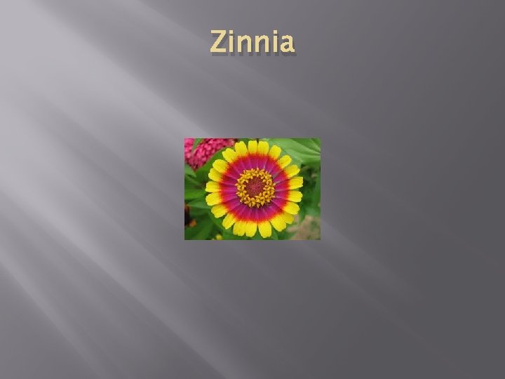 Zinnia 