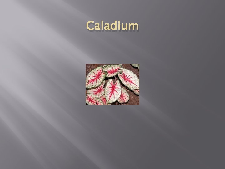 Caladium 
