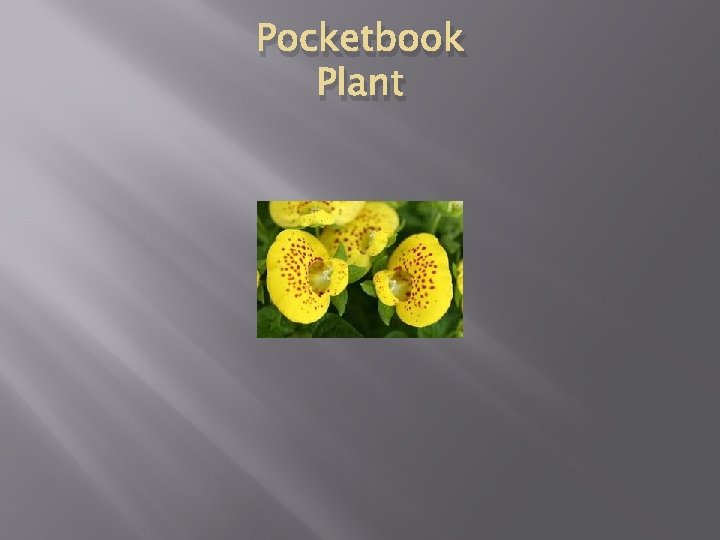 Pocketbook Plant 