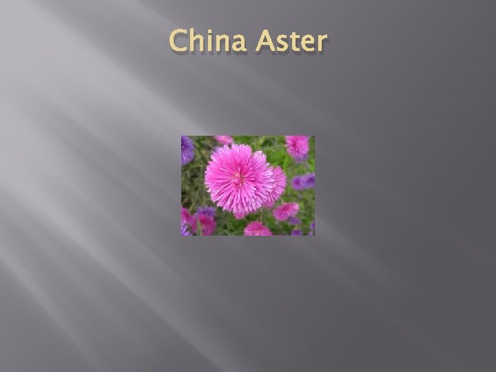 China Aster 