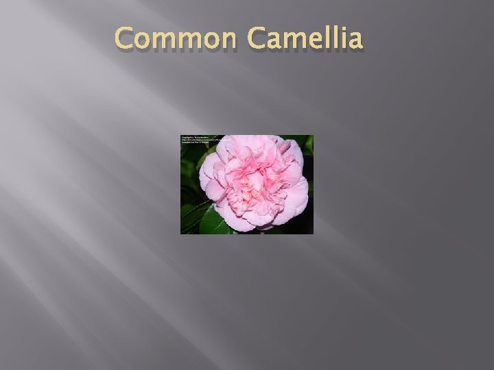 Common Camellia 