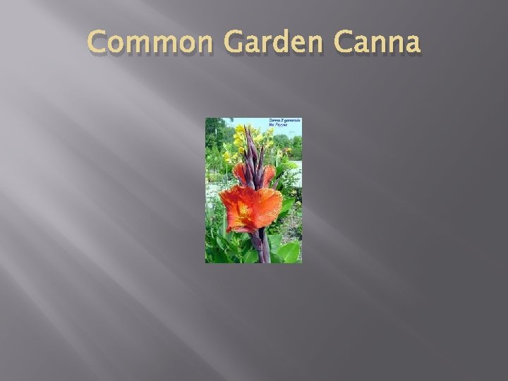 Common Garden Canna 