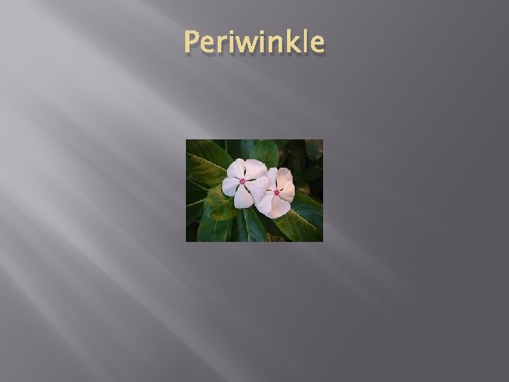 Periwinkle 