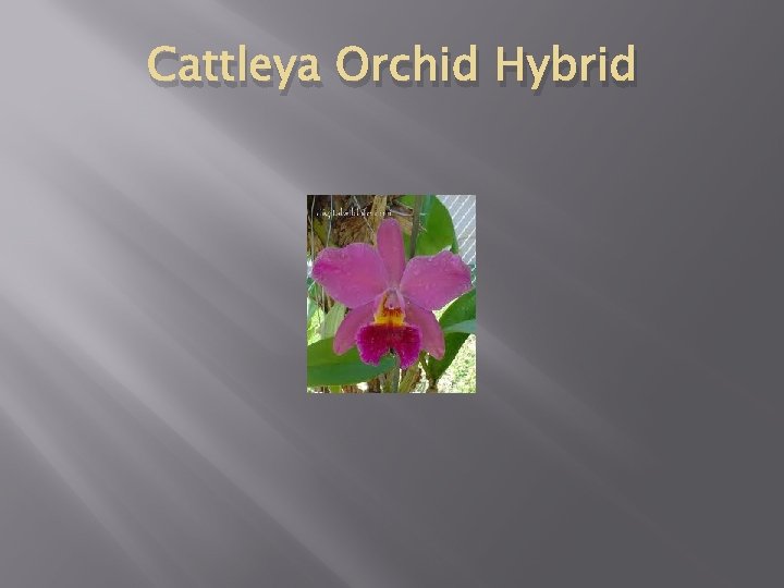 Cattleya Orchid Hybrid 