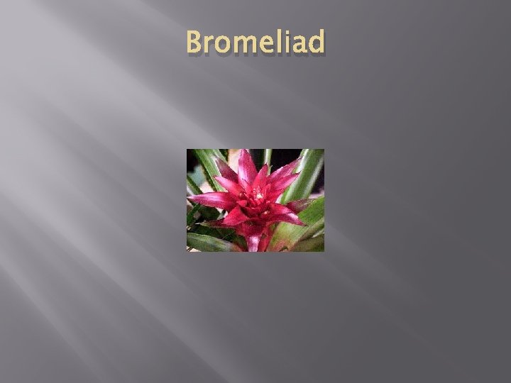 Bromeliad 