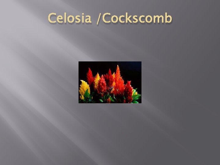 Celosia /Cockscomb 