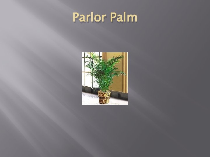 Parlor Palm 