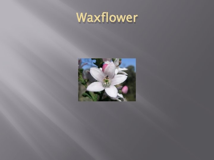 Waxflower 