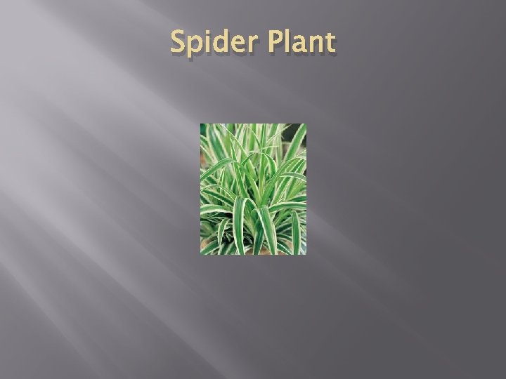 Spider Plant 