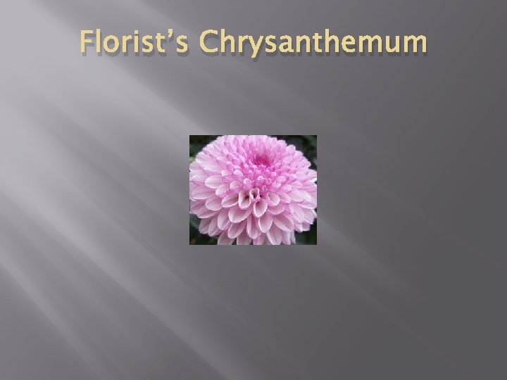 Florist’s Chrysanthemum 