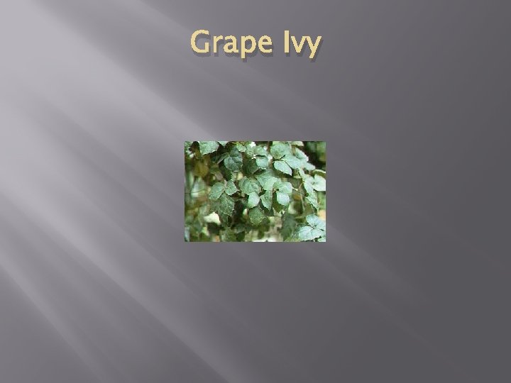 Grape Ivy 