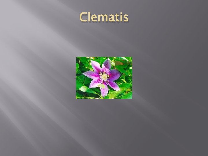 Clematis 