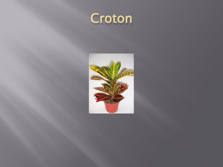 Croton 