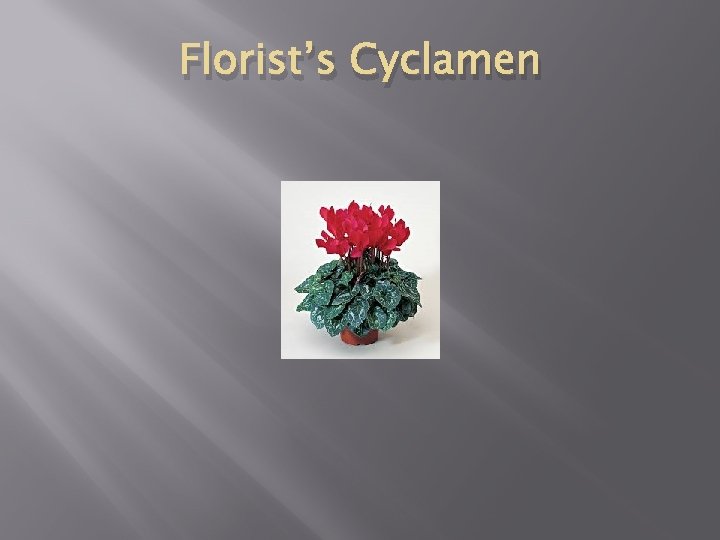 Florist’s Cyclamen 