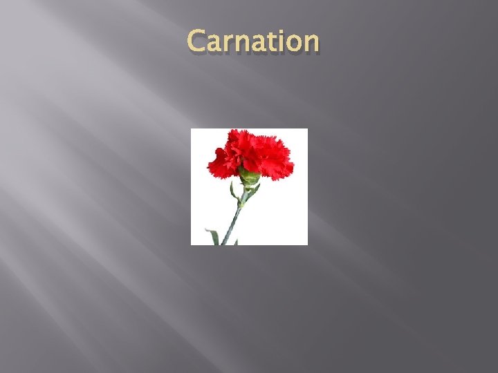 Carnation 
