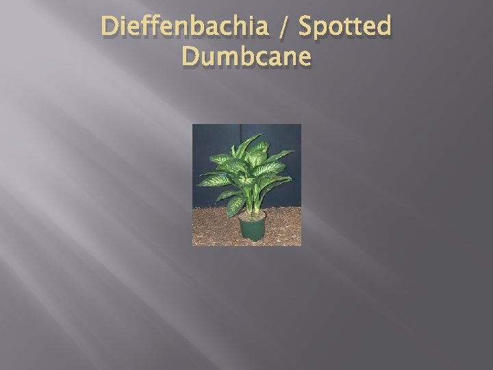 Dieffenbachia / Spotted Dumbcane 