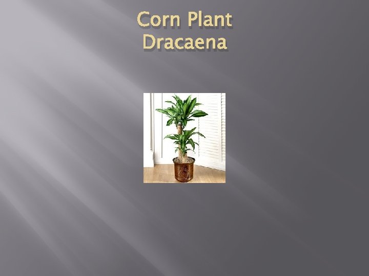 Corn Plant Dracaena 