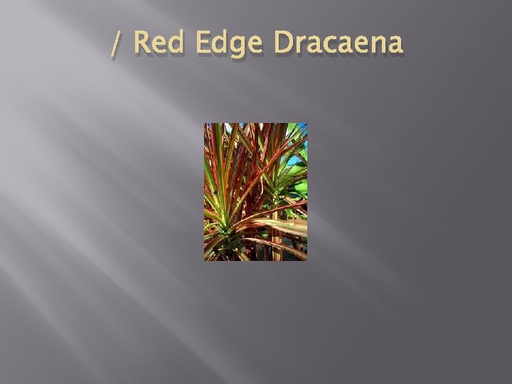 / Red Edge Dracaena 