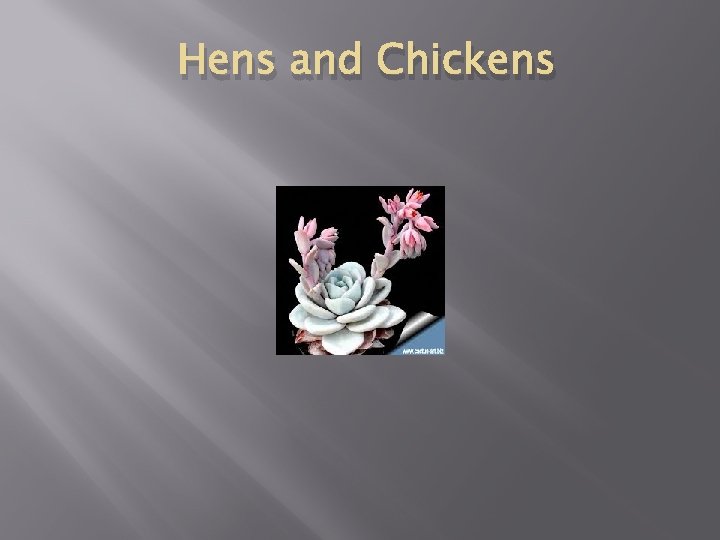 Hens and Chickens 