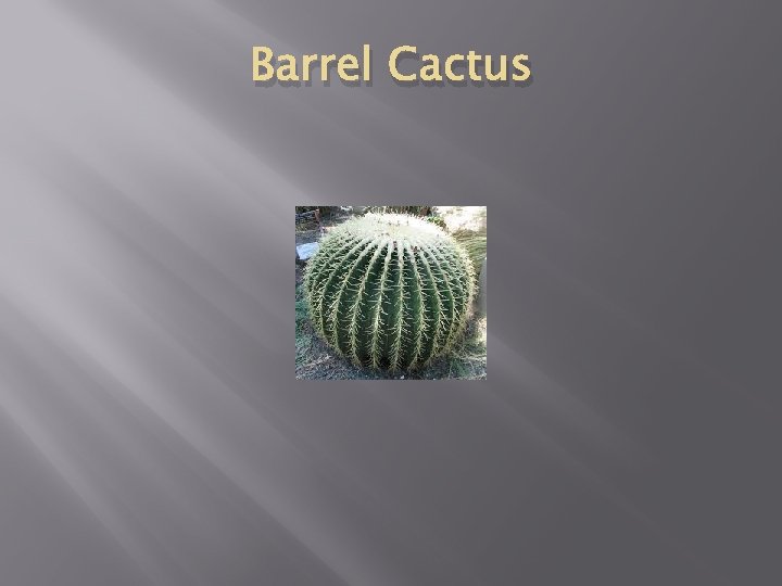 Barrel Cactus 