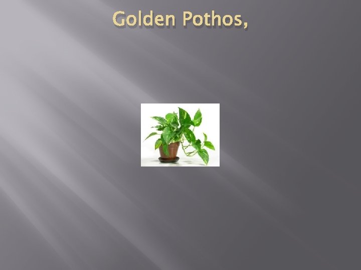 Golden Pothos, 
