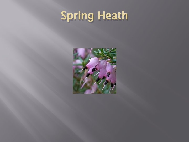Spring Heath 