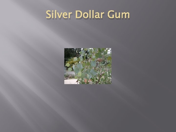 Silver Dollar Gum 