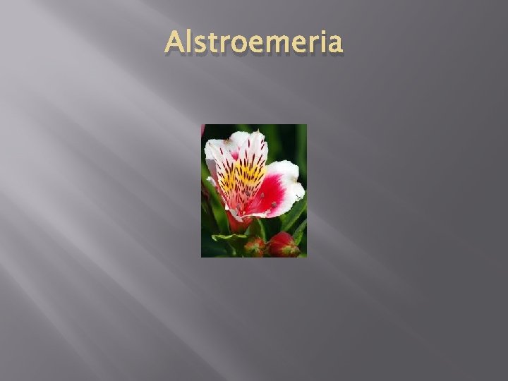 Alstroemeria 