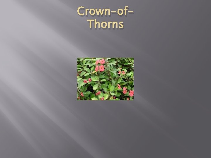 Crown-of. Thorns 