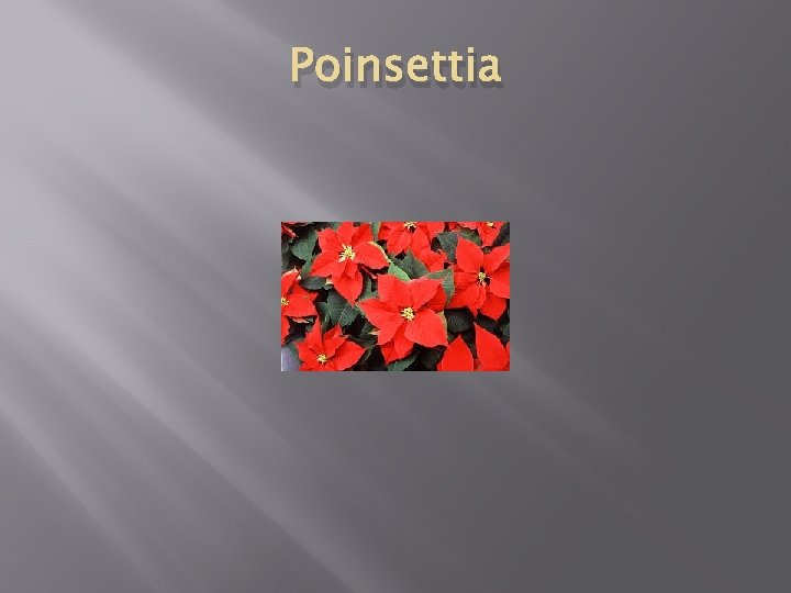 Poinsettia 