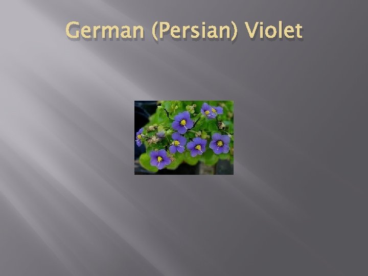 German (Persian) Violet 