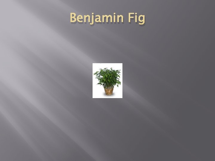 Benjamin Fig 