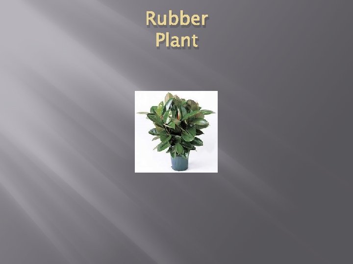 Rubber Plant 