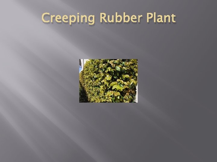 Creeping Rubber Plant 