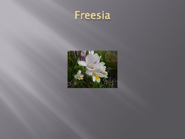 Freesia 