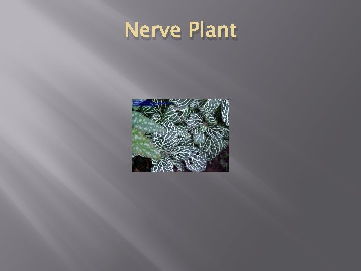 Nerve Plant 