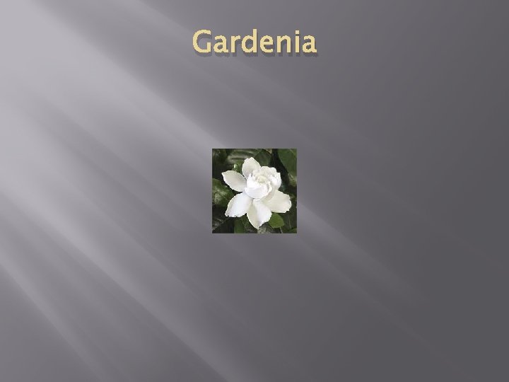 Gardenia 