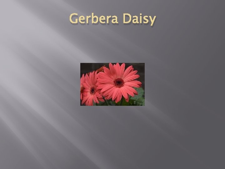 Gerbera Daisy 