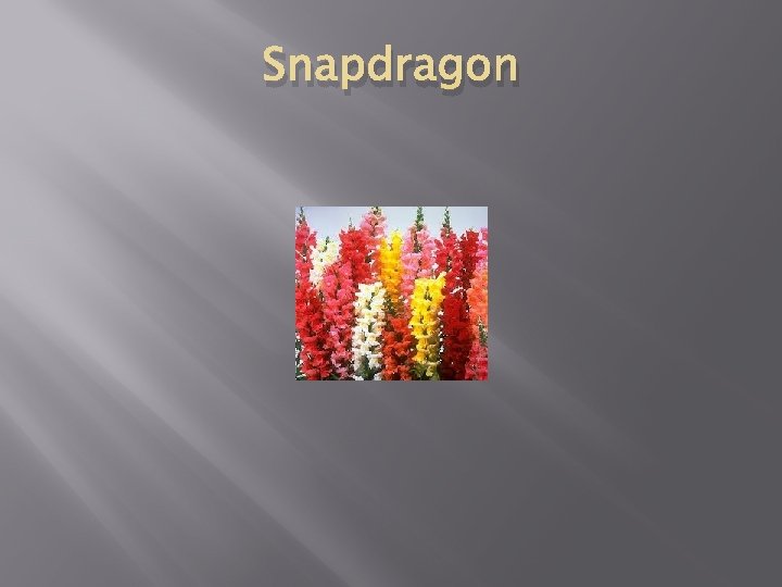 Snapdragon 