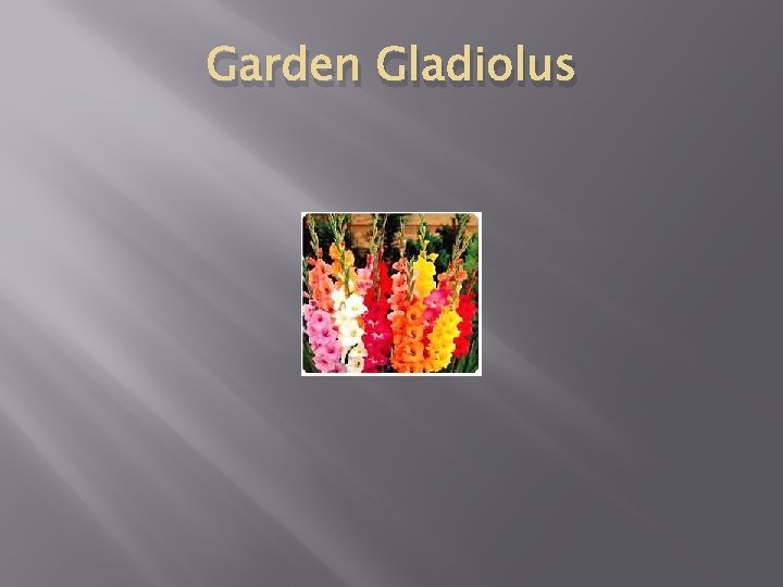 Garden Gladiolus 