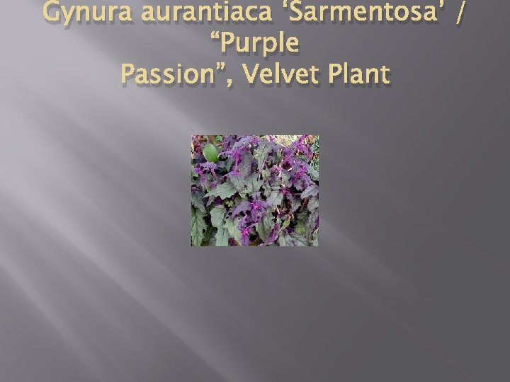 Gynura aurantiaca ‘Sarmentosa’ / “Purple Passion”, Velvet Plant 