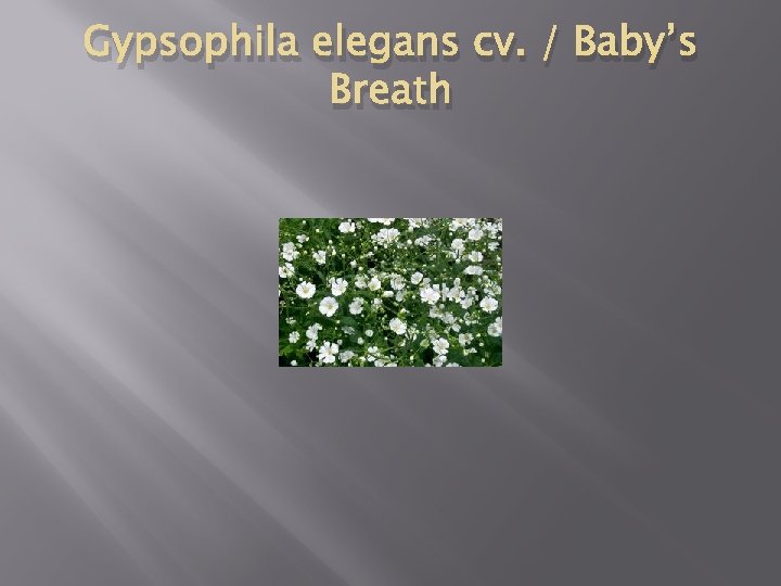 Gypsophila elegans cv. / Baby’s Breath 