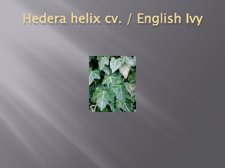 Hedera helix cv. / English Ivy 