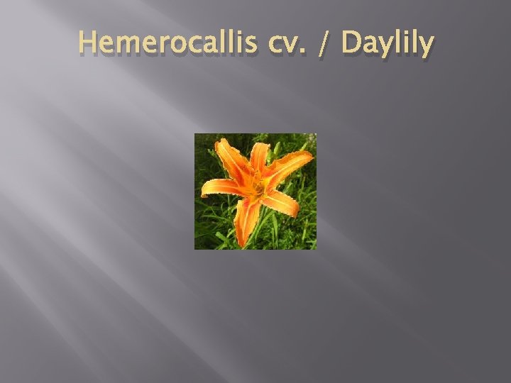 Hemerocallis cv. / Daylily 