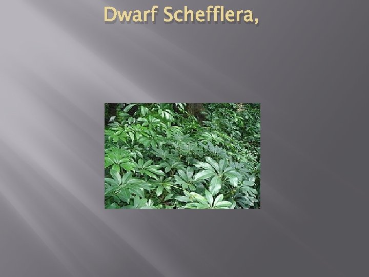 Dwarf Schefflera, 