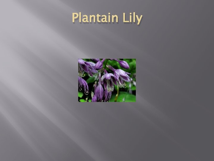 Plantain Lily 