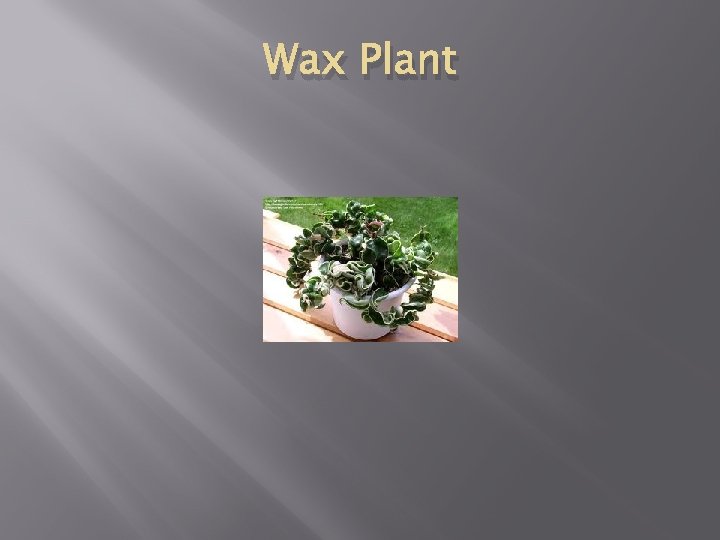 Wax Plant 