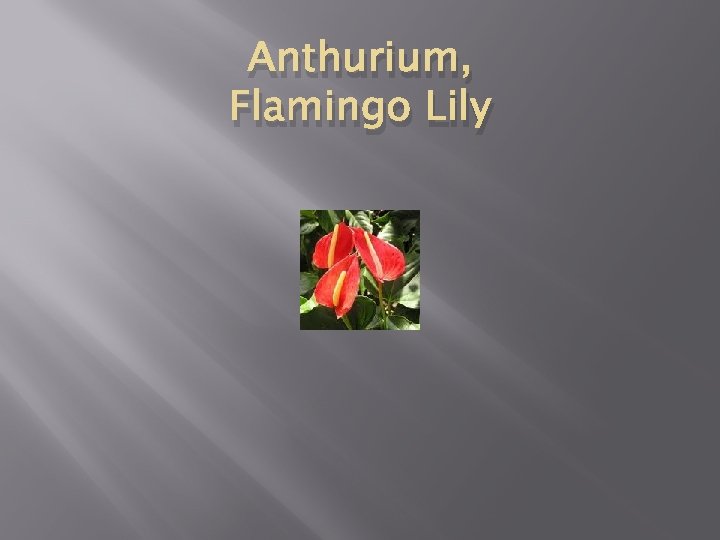 Anthurium, Flamingo Lily 